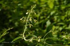 Nepeta govaniana